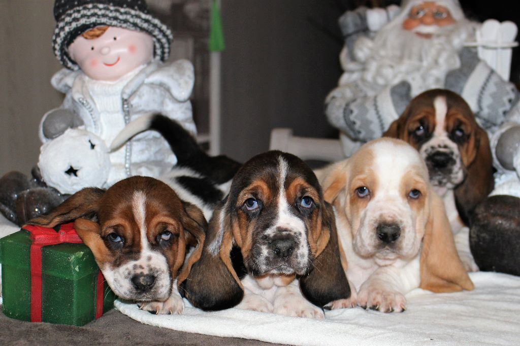 MAGNIFIQUES CHIOTS BASSETS A RESERVER