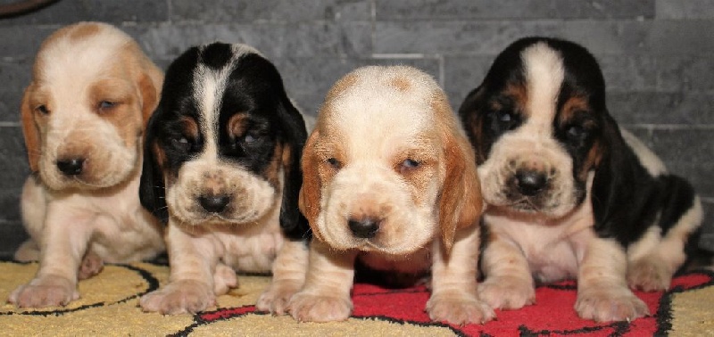 CHIOTS BASSET DU MARIAGE D'IRMA ET lULUBELLE DIT ROMEO