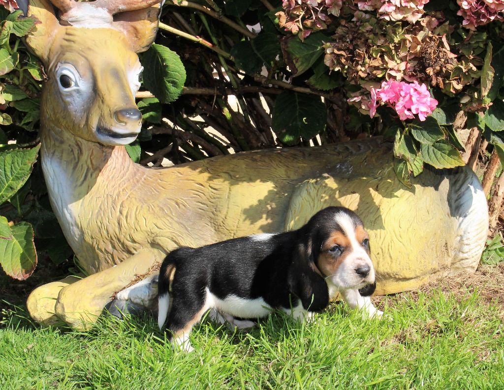 Des Rives De Firenza - Chiots disponibles - Basset Hound