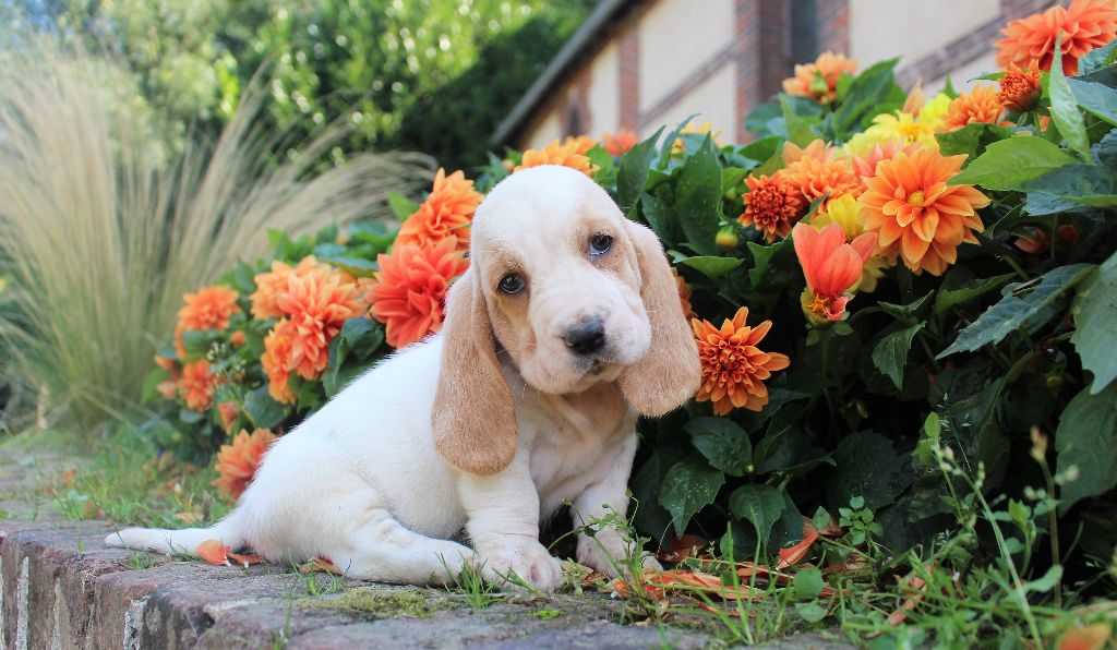 Des Rives De Firenza - Chiots disponibles - Basset Hound