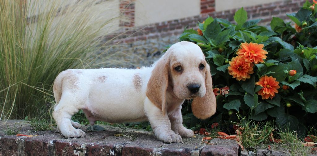 Des Rives De Firenza - Chiots disponibles - Basset Hound